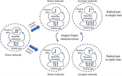 Cryptochrome and quantum biology: unraveling the mysteries of plant magnetoreception